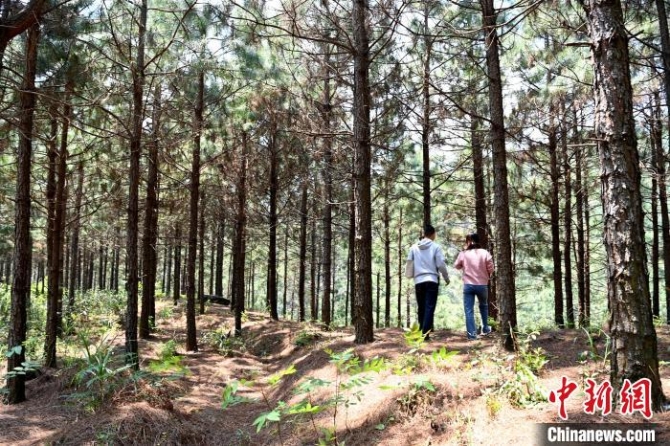 张高汉种植的松树林。 张金川 摄 张高汉种植的松树林。 张金川 摄
