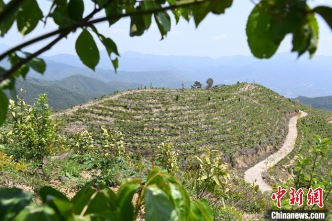 张高汉在深山内大力发展林下经济。 张金川 摄 张高汉在深山内大力发展林下经济。 张金川 摄