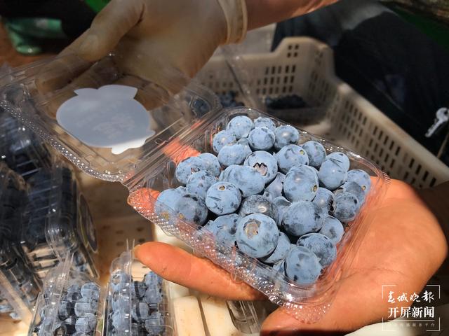 果未成熟已销空！抚仙湖畔蓝莓集中成熟急需大量采果工人（来源 春城晚报-开屏新闻记者 李春丽摄影报道）