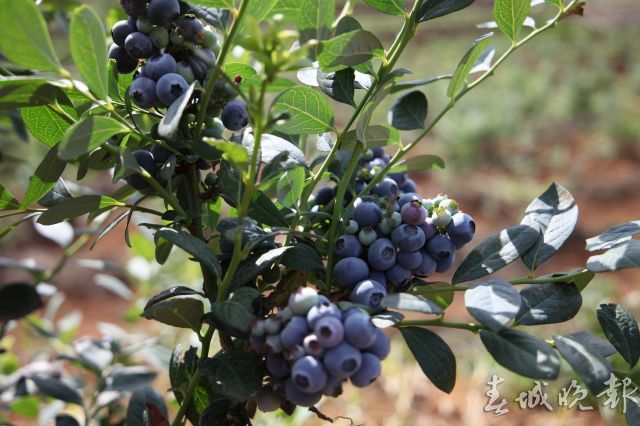蓝莓