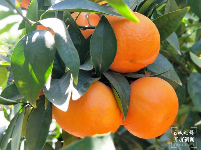 大理宾川沃柑（云南省商务厅 供图）