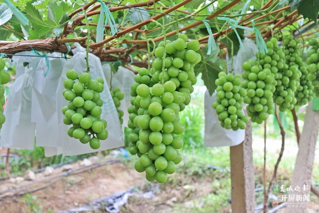 昌宁：大田坝文沧“阳光玫瑰”散清香