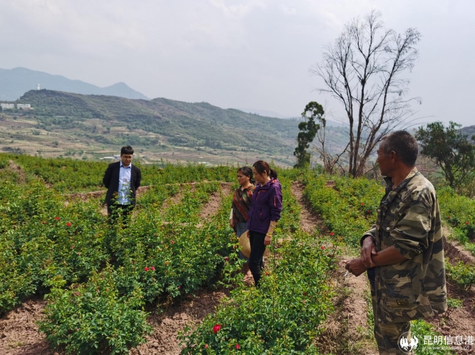 晋宁区人社局到田间地头进行创业贷款调查