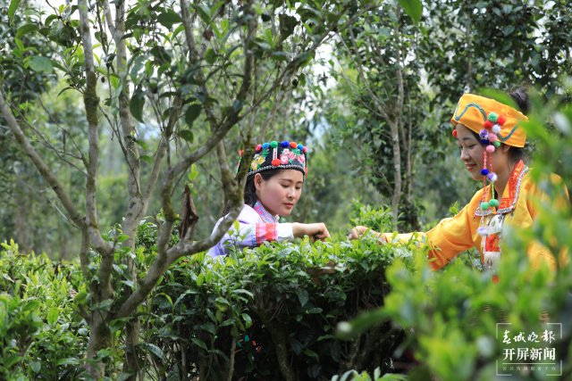 高黎贡山第七届茶文化节在云南腾冲举行