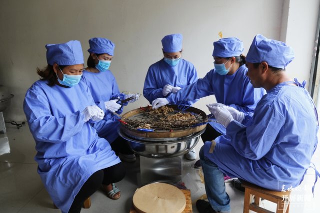 保山龙陵石斛特色产业多元融合发展释放新活力