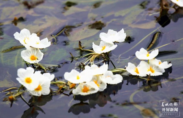 五一哪里去？沾益海峰湿地帐篷里数星星