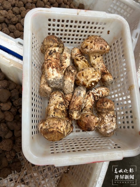 “五一”过后，野生菌渐多，云南木水花野生菌交易中心每天500公斤