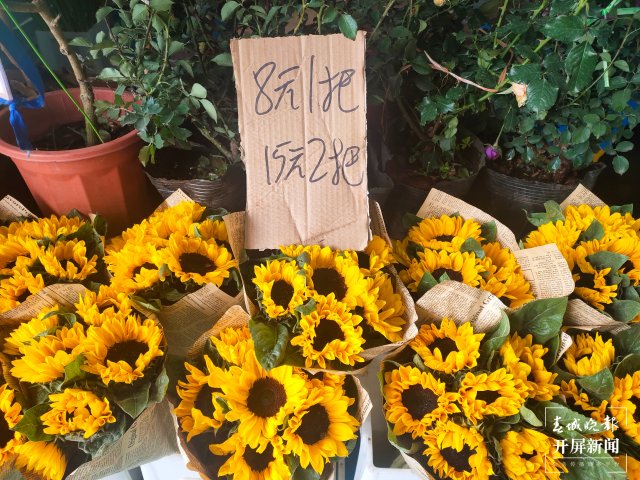 母亲节,昆明康乃馨(开屏新闻记者 孙江荭 摄)