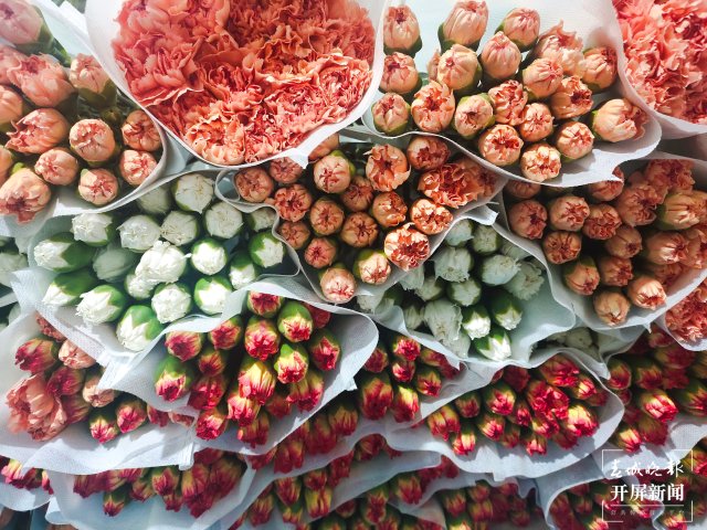 母亲节,昆明康乃馨(开屏新闻记者 孙江荭 摄)