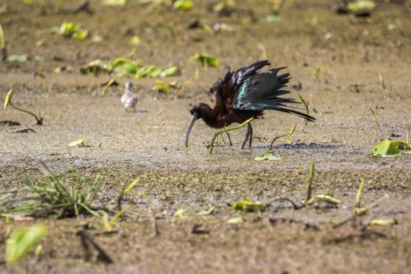 身披金属光泽“羽毛铠甲”，珍稀鸟类彩鹮再现滇池