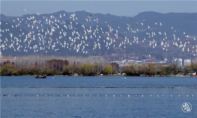 第四次！外交部发言人赵立坚又点赞云南啦！这次是因为……