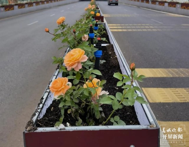 3万余盆时令花卉沿路绽放，官渡区国贸路又添隔离绿化景观 春城晚报-开屏新闻记者 罗宗伟 文 官渡区城市管理局供图