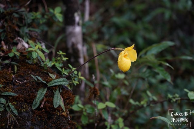 “兰花大熊猫”——杏黄兜兰首现保山隆阳高黎贡山保护区 开屏新闻记者 崔敏 通讯员 吴秀华 李晓斌 李家华 杨雅楠 摄影报道
