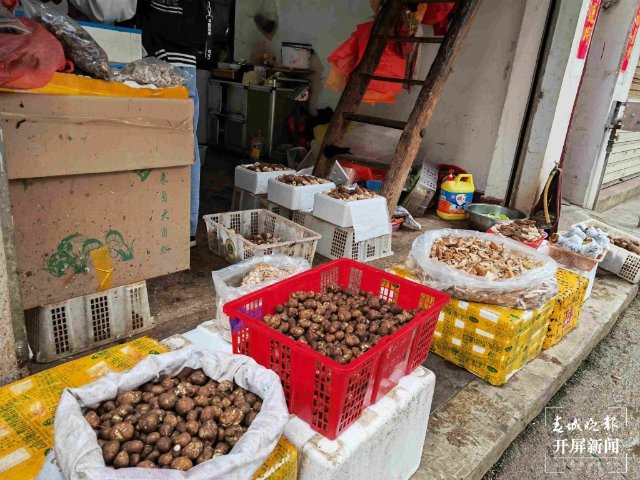 气候冷热不均，曲靖“野生菌”量少价高 (13689113)-20220515200104.jpg