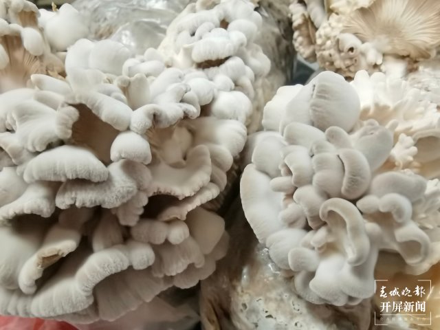 云南3年内要让1000份云菌遨游太空（开屏新闻记者 沈长佑 摄）