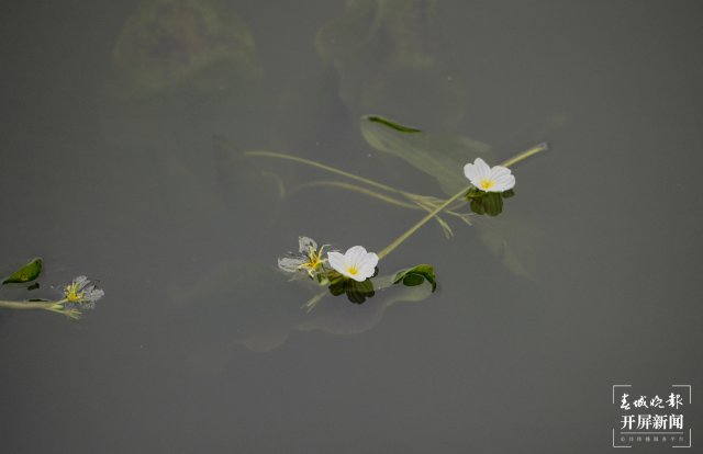 翠湖海菜花 龙宇丹 摄