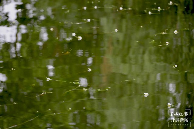 翠湖海菜花 龙宇丹 摄