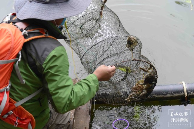 翠湖海菜花 龙宇丹 摄