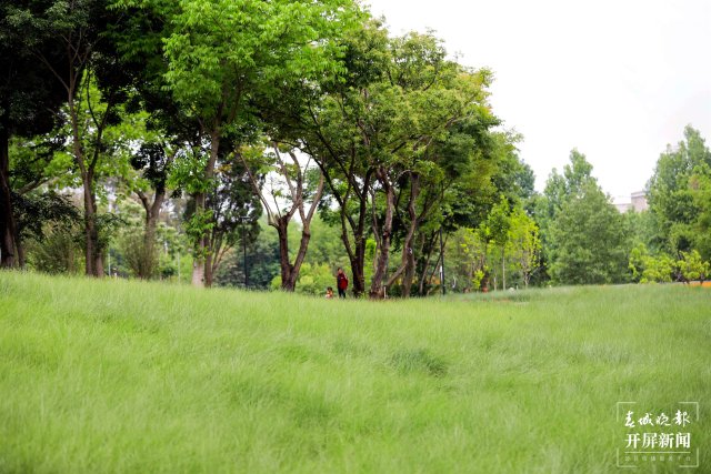 城市中心古树成林！262棵古树让曲靖这处公园成了当季最火打卡地