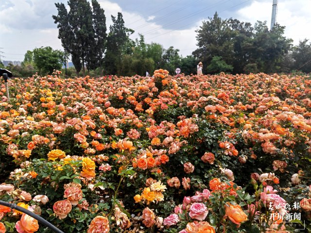 城市中心古树成林！262棵古树让曲靖这处公园成了当季最火打卡地