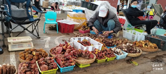 大量上市！价格跳水！昆明人敞开吃野生菌的时机终于到了！（开屏新闻记者 杨质高 摄）