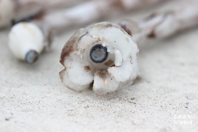 传说中的“死亡之花”水晶兰现身云南元江（李春丽 通讯员 孙桂江 白姝琦 刘政佳 摄）