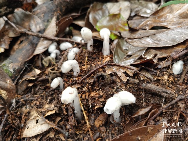 传说中的“死亡之花”水晶兰现身云南元江（李春丽 通讯员 孙桂江 白姝琦 刘政佳 摄）