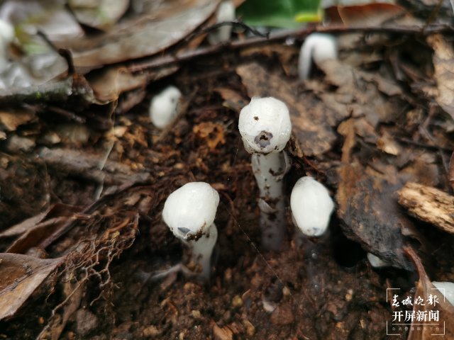 传说中的“死亡之花”水晶兰现身云南元江（李春丽 通讯员 孙桂江 白姝琦 刘政佳 摄）