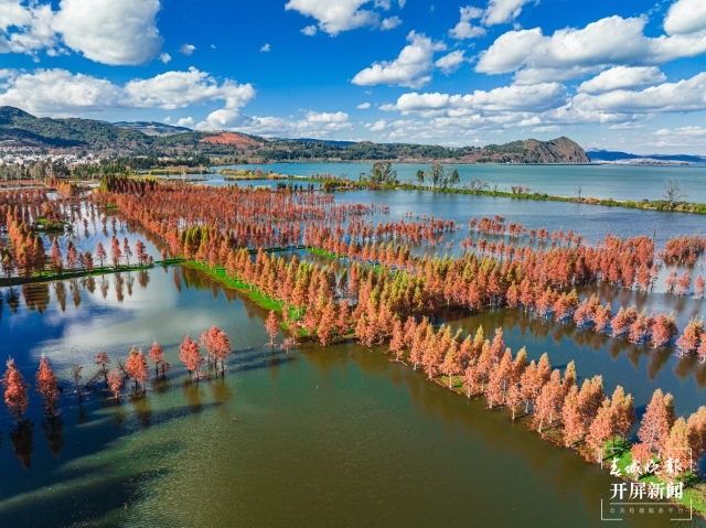 晋宁南滇池湿地公园水杉迎来最佳观赏期
