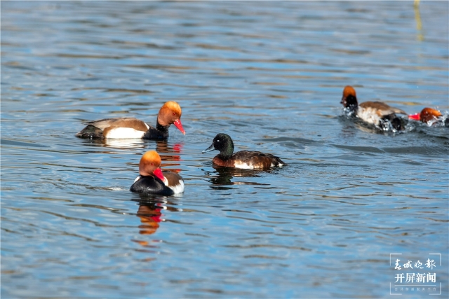 鸟中“大熊猫”青头潜鸭现身滇池南岸（杨质高 通讯员 吴树忠 摄影报道）