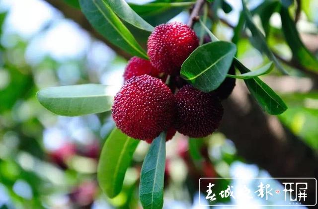 杨梅成熟季，富民万亩杨梅等你来摘（记者 张田睿 通讯员 吉旭 姚安林 摄影报道）
