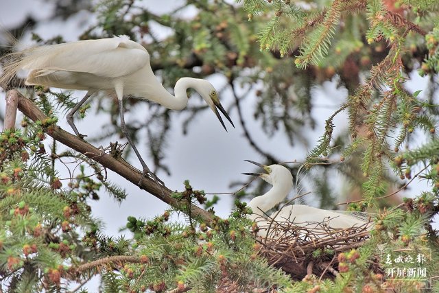 10中白鹭 (45)-FZ100413852483.jpg