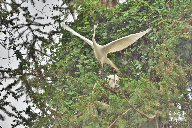 10中白鹭 (75)-FZ100413852487.jpg