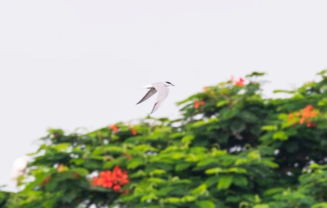 德宏拍摄到普通燕鸥(图据云南号-德宏发布)