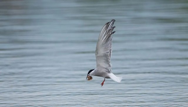 德宏拍摄到普通燕鸥(图据云南号-德宏发布)