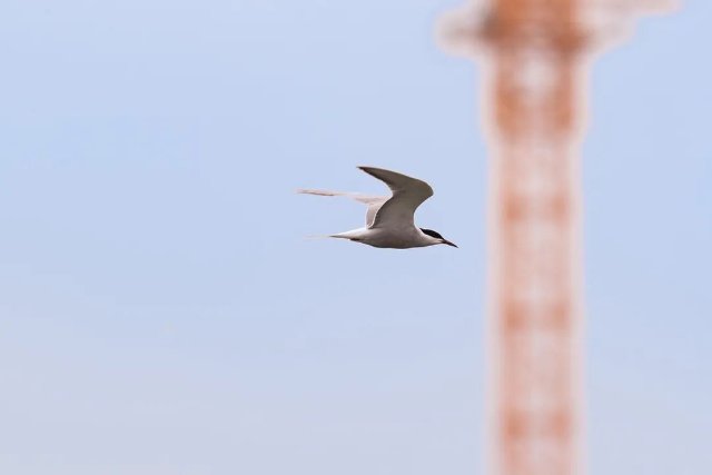 德宏拍摄到普通燕鸥(图据云南号-德宏发布)