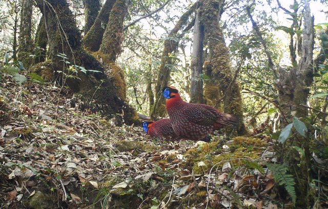 身披五彩华衣 林中漫步觅食！近危物种红腹角雉频现云南龙陵