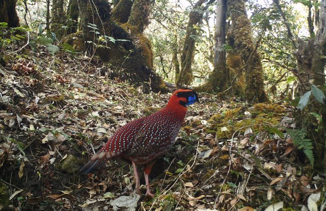 身披五彩华衣 林中漫步觅食！近危物种红腹角雉频现云南龙陵