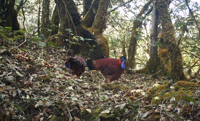 身披五彩华衣 林中漫步觅食！近危物种红腹角雉频现云南龙陵