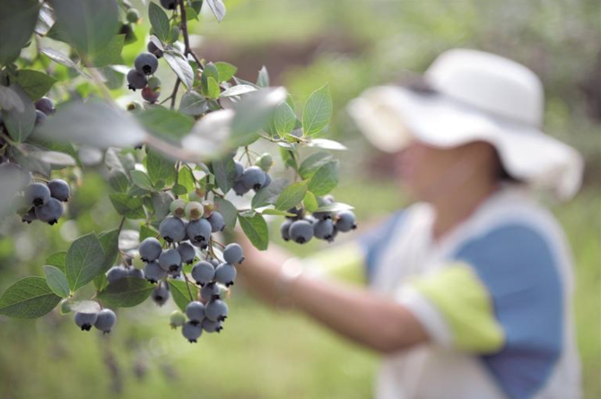 蓝莓成熟开放采摘