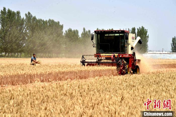 (资料图)联合收割机在山东省聊城市茌平区贾寨镇耿张村田间进行小麦收割作业。 赵玉国 摄 (资料图)联合收割机在山东省聊城市茌平区贾寨镇耿张村田间进行小麦收割作业。 赵玉国 摄
