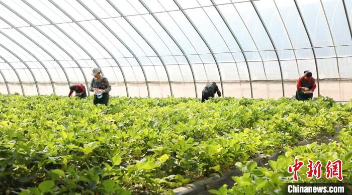 色彩斑斓的仙客来竞相开放,水果黄瓜、西红柿、草莓等果蔬长势喜人,采摘的游客络绎不绝。 向上 摄