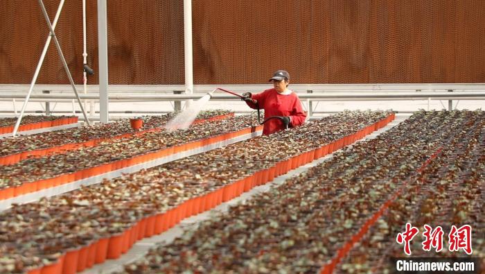 搬运、修剪、浇水,一个个忙碌的身影穿梭在果园村的蔬菜花卉繁育基地中。 向上 摄