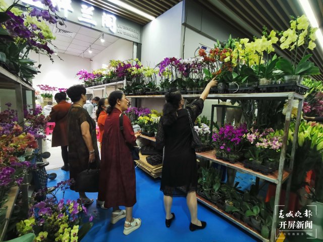 开屏观察｜昆明家庭园艺日渐风靡，养花不再是老人“专利”（开屏新闻记者 李赛 摄）