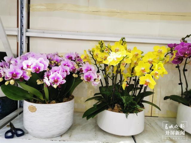 开屏观察｜昆明家庭园艺日渐风靡，养花不再是老人“专利”（开屏新闻记者 李赛 摄）