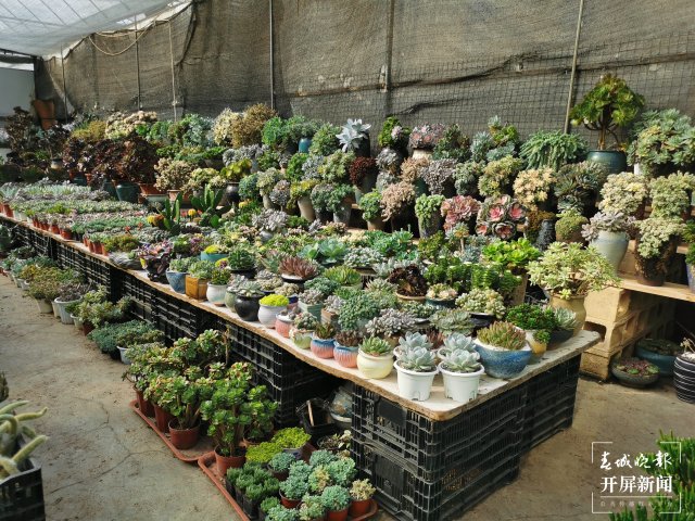 开屏观察｜昆明家庭园艺日渐风靡，养花不再是老人“专利”（开屏新闻记者 李赛 摄）