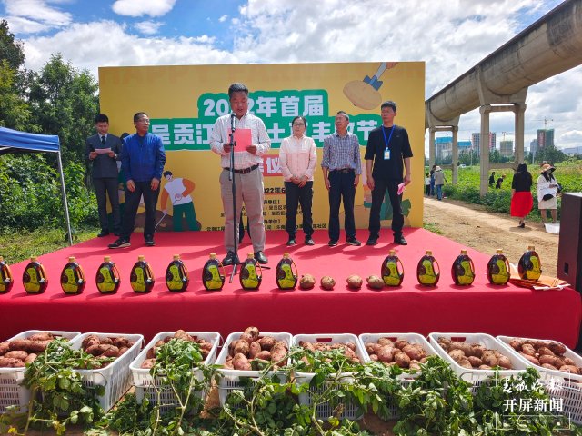 快来一起挖土豆！呈贡江尾社区首届土豆丰收节太好玩了（闵楠 通讯员 田佳丽 摄）