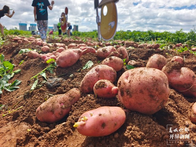 快来一起挖土豆！呈贡江尾社区首届土豆丰收节太好玩了（闵楠 通讯员 田佳丽 摄）