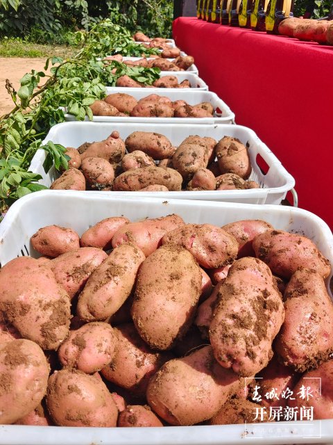 快来一起挖土豆！呈贡江尾社区首届土豆丰收节太好玩了（闵楠 通讯员 田佳丽 摄）