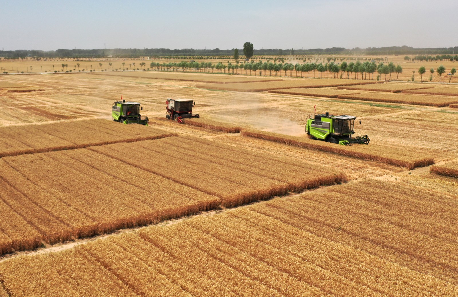 ShowImage (62).jpeg ShowImage (62).jpeg